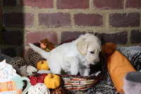 Aurora , a female Goldendoodle for sale in Knoxville, TN – 2 of 3
