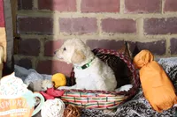Olaf, a male Goldendoodle for sale in Knoxville, TN – 2 of 2