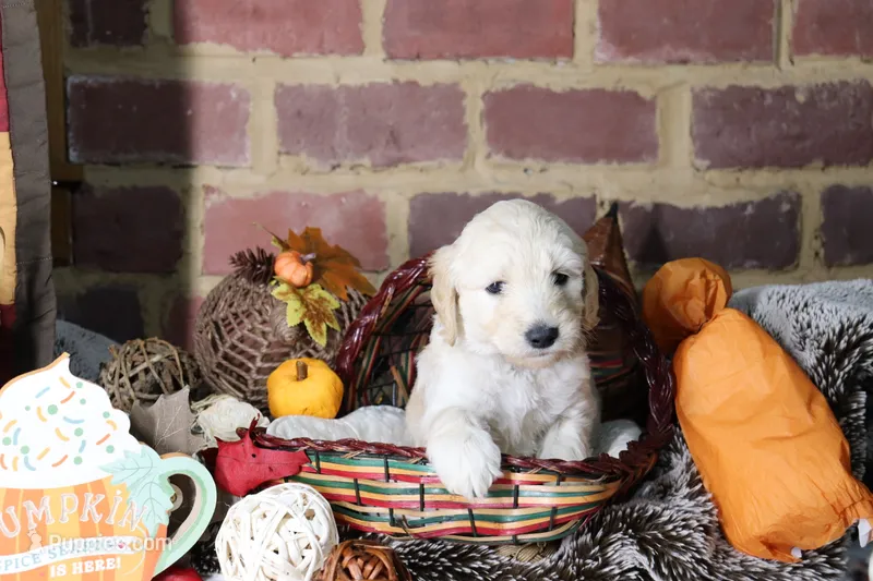 Gaston – Goldendoodle puppy for sale in Knoxville, TN