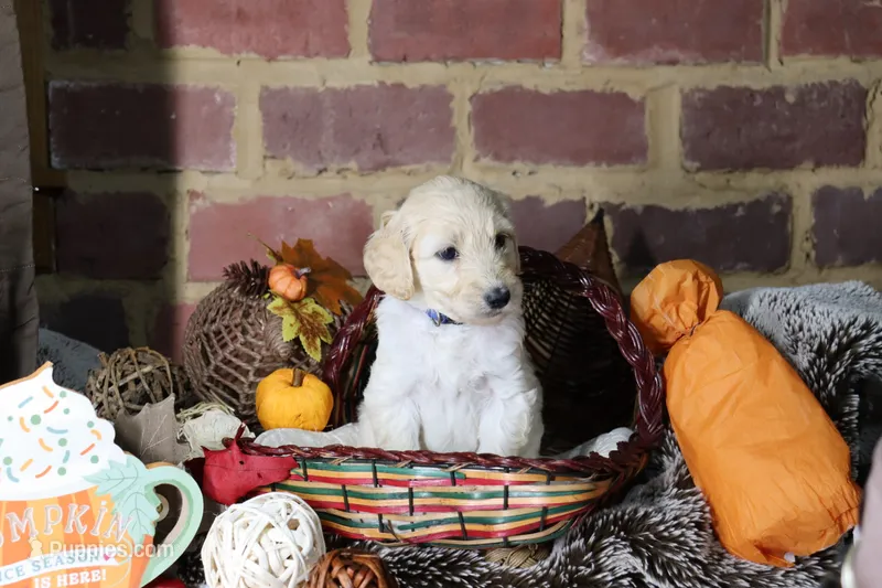 Aurora  – Goldendoodle puppy for sale in Knoxville, TN
