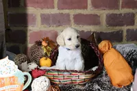 Aurora , a female Goldendoodle for sale in Knoxville, TN – 1 of 3