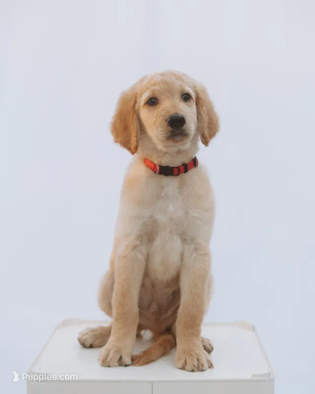 Bolt – Goldendoodle puppy for sale in Knoxville, TN