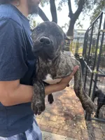 Cali, a female Perro de Presa Canario for sale in Mount Pleasant, SC – Photo 2 of 3