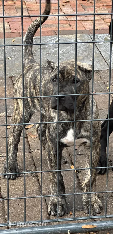 Cali, a female Perro de Presa Canario for sale in Mount Pleasant, SC – Photo 1 of 3