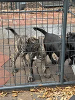 Cali, a female Perro de Presa Canario for sale in Mount Pleasant, SC – Photo 3 of 3