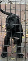 Mila, a female Perro de Presa Canario for sale in Mount Pleasant, SC – Photo 2 of 4