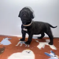 Mila, a female Perro de Presa Canario for sale in Mount Pleasant, SC – Photo 3 of 4