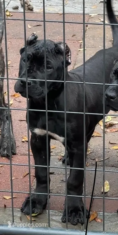 Mila – Perro de Presa Canario puppy for sale in Mount Pleasant, SC