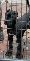 Mila, a female Perro de Presa Canario for sale in Mount Pleasant, SC – Photo 1 of 4