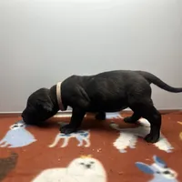 Mila, a female Perro de Presa Canario for sale in Mount Pleasant, SC – Photo 4 of 4