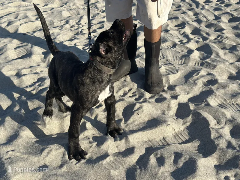Brisa – Perro de Presa Canario puppy for sale in Mount Pleasant, SC