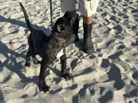 Brisa, a female Perro de Presa Canario for sale in Mount Pleasant, SC – Photo 1 of 4