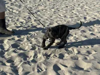 Brisa, a female Perro de Presa Canario for sale in Mount Pleasant, SC – Photo 3 of 4