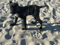 Brisa, a female Perro de Presa Canario for sale in Mount Pleasant, SC – Photo 2 of 4