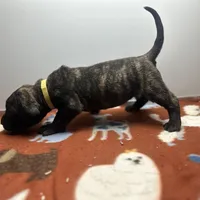 Brisa, a female Perro de Presa Canario for sale in Mount Pleasant, SC – Photo 4 of 4