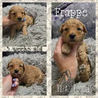 Frappe , a male Poodle - Toy  for sale in Wyoming, MI – 3 of 5