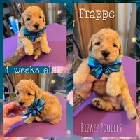 Frappe , a male Poodle - Toy  for sale in Wyoming, MI – 2 of 5