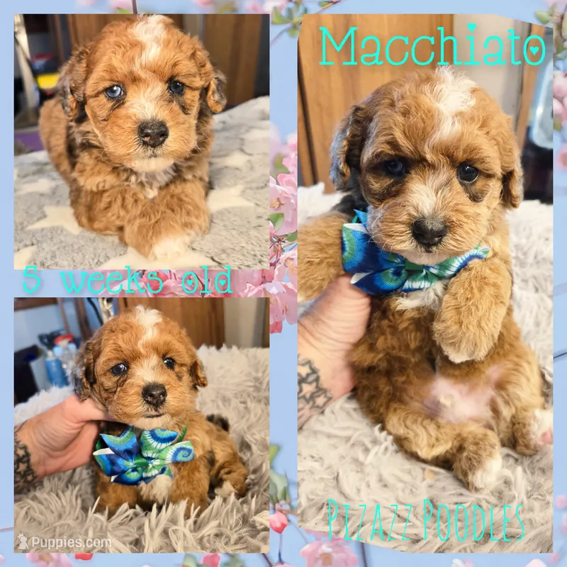 Macchiato  – Poodle - Toy  puppy for sale in Wyoming, MI