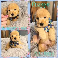 Frappe , a male Poodle - Toy  for sale in Wyoming, MI – 1 of 5
