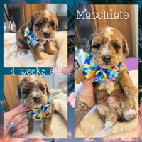 Macchiato , a male Poodle - Toy  for sale in Wyoming, MI – 2 of 5