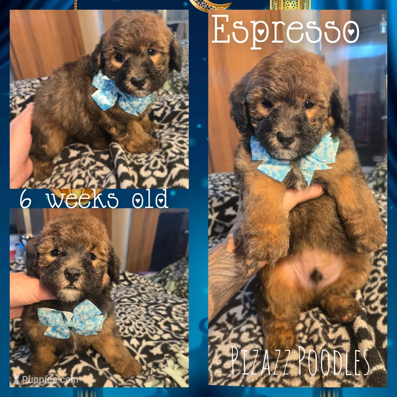 Espresso  – Poodle - Toy  puppy for sale in Wyoming, MI