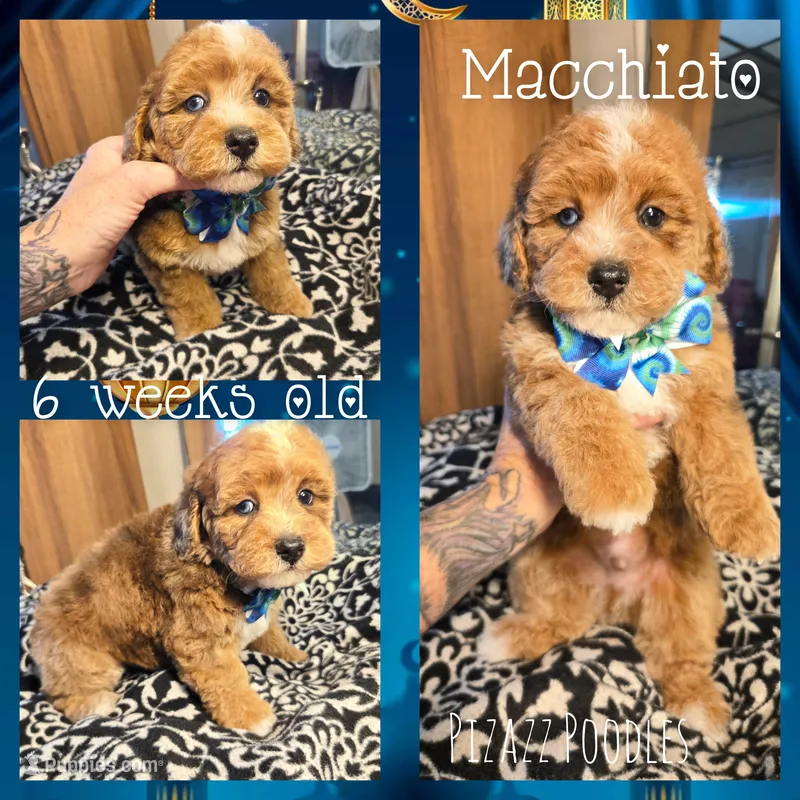 Macchiato  – Poodle - Toy  puppy for sale in Wyoming, MI
