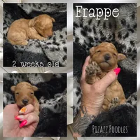 Frappe , a male Poodle - Toy  for sale in Wyoming, MI – 4 of 5