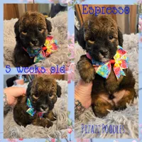Espresso , a male Poodle - Toy  for sale in Wyoming, MI – 1 of 5