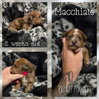 Macchiato , a male Poodle - Toy  for sale in Wyoming, MI – 4 of 5