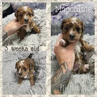 Macchiato , a male Poodle - Toy  for sale in Wyoming, MI – 3 of 5