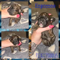 Espresso , a male Poodle - Toy  for sale in Wyoming, MI – 5 of 5