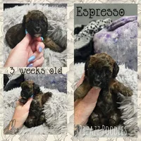 Espresso , a male Poodle - Toy  for sale in Wyoming, MI – 3 of 5