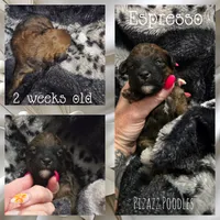 Espresso , a male Poodle - Toy  for sale in Wyoming, MI – 4 of 5