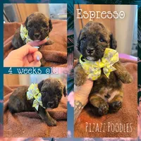 Espresso , a male Poodle - Toy  for sale in Wyoming, MI – 2 of 5