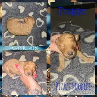 Frappe , a male Poodle - Toy  for sale in Wyoming, MI – 5 of 5
