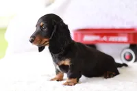 Marlo, a male Miniature Dachshund for sale in Newberry, IN – 5 of 10