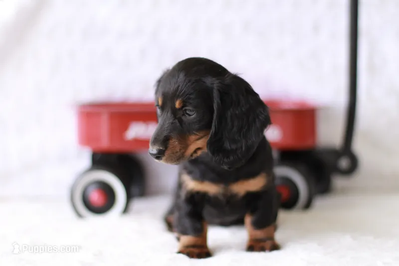 Marcy – Miniature Dachshund puppy for sale in Newberry, IN