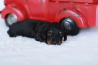 Daisy , a female Miniature Dachshund for sale in Newberry, IN – 5 of 5
