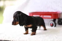 Marcy, a female Miniature Dachshund for sale in Newberry, IN – 5 of 10