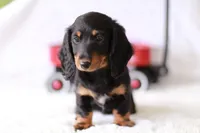 Marlo, a male Miniature Dachshund for sale in Newberry, IN – 4 of 10