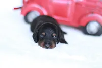Marlo, a male Miniature Dachshund for sale in Newberry, IN – 3 of 4