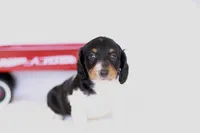 Lucy , a female Miniature Dachshund for sale in Newberry, IN – 8 of 10