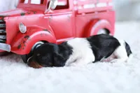 Lucy , a female Miniature Dachshund for sale in Newberry, IN – 7 of 7