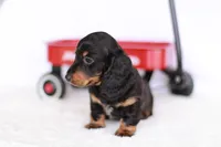 Marlo, a male Miniature Dachshund for sale in Newberry, IN – 10 of 10