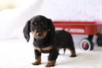 Marcy, a female Miniature Dachshund for sale in Newberry, IN – 3 of 10