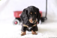 Marlo, a male Miniature Dachshund for sale in Newberry, IN – 3 of 10