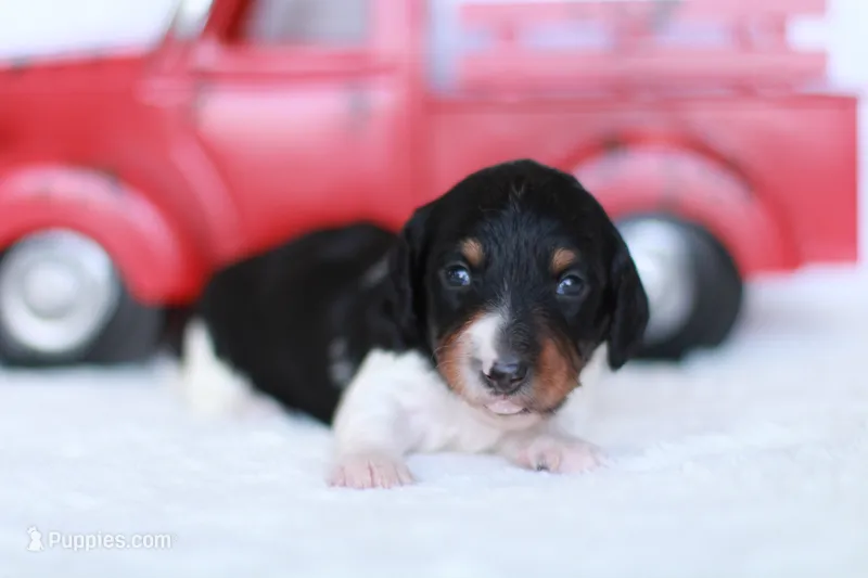 Lucy  – Miniature Dachshund puppy for sale in Newberry, IN
