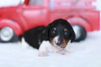 Lucy , a female Miniature Dachshund for sale in Newberry, IN – 1 of 7