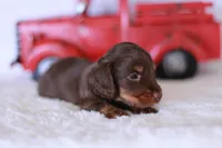 Tiny Timmy , a male Miniature Dachshund for sale in Newberry, IN – 6 of 8