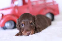 Tiny Timmy , a male Miniature Dachshund for sale in Newberry, IN – 8 of 8